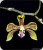 Phal. natmataungensis x zhanhuoana
